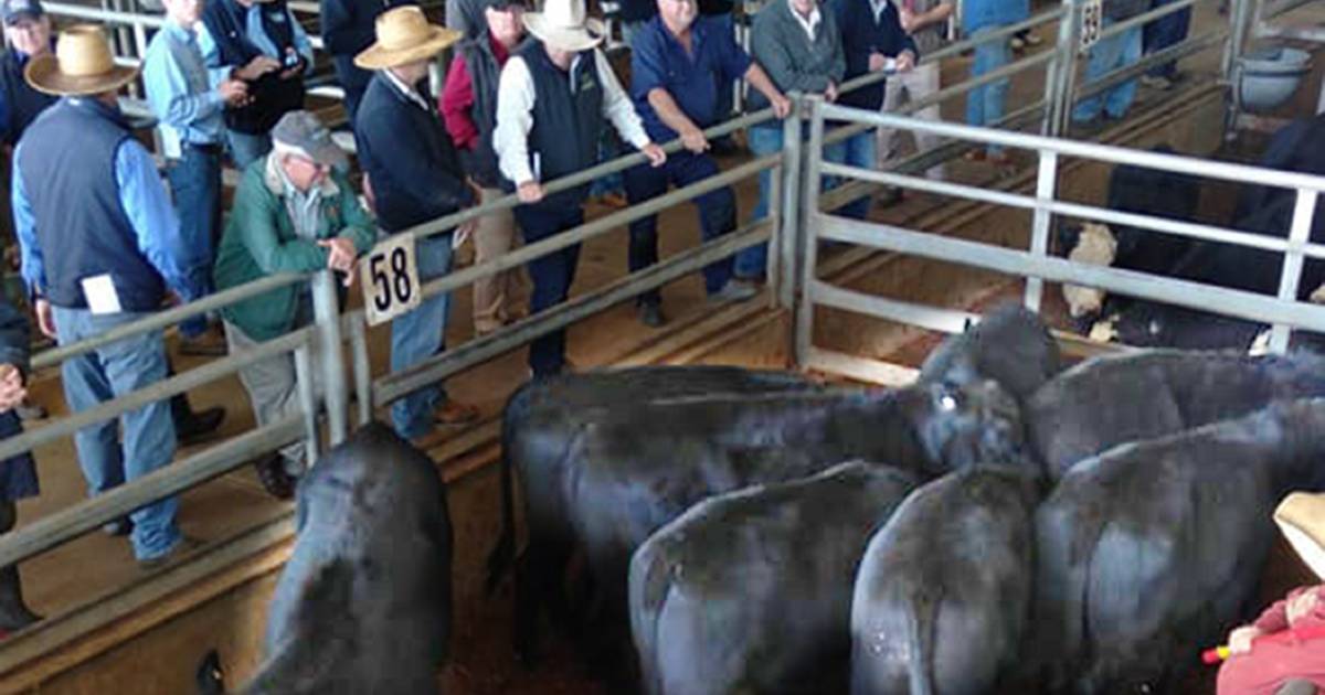 Forbes store cattle market firm for better quality as mild autumn benefits restockers | The Land