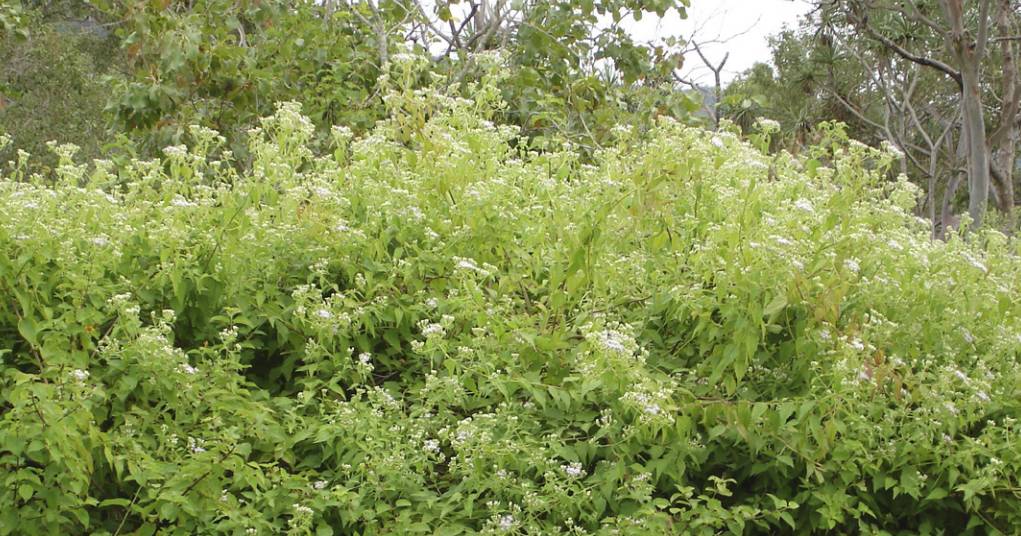 One of the world's worst weeds 'out of control' on Qld farms