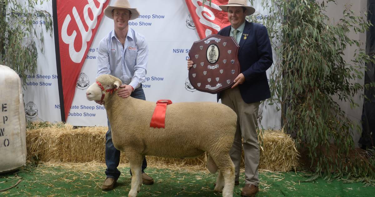 NSW State Sheep Show 2022: Poll Dorset breed sweeps interbreed | The Land