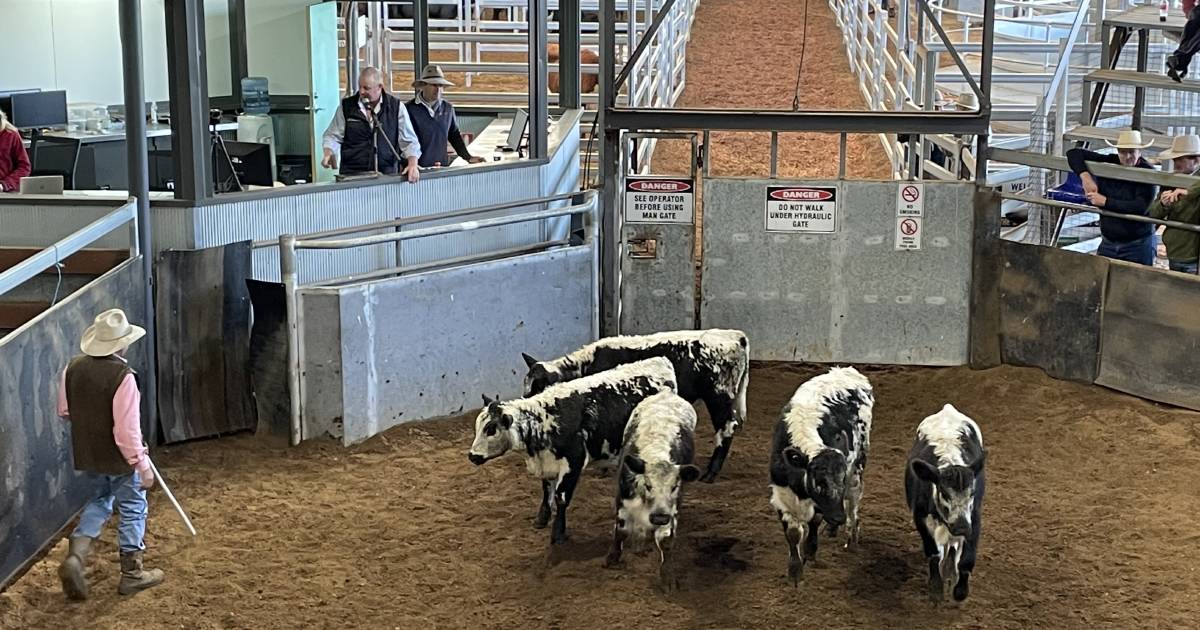 Prime cattle market continues apace as restockers and feed lotters drive the traditional fat sales | The Land