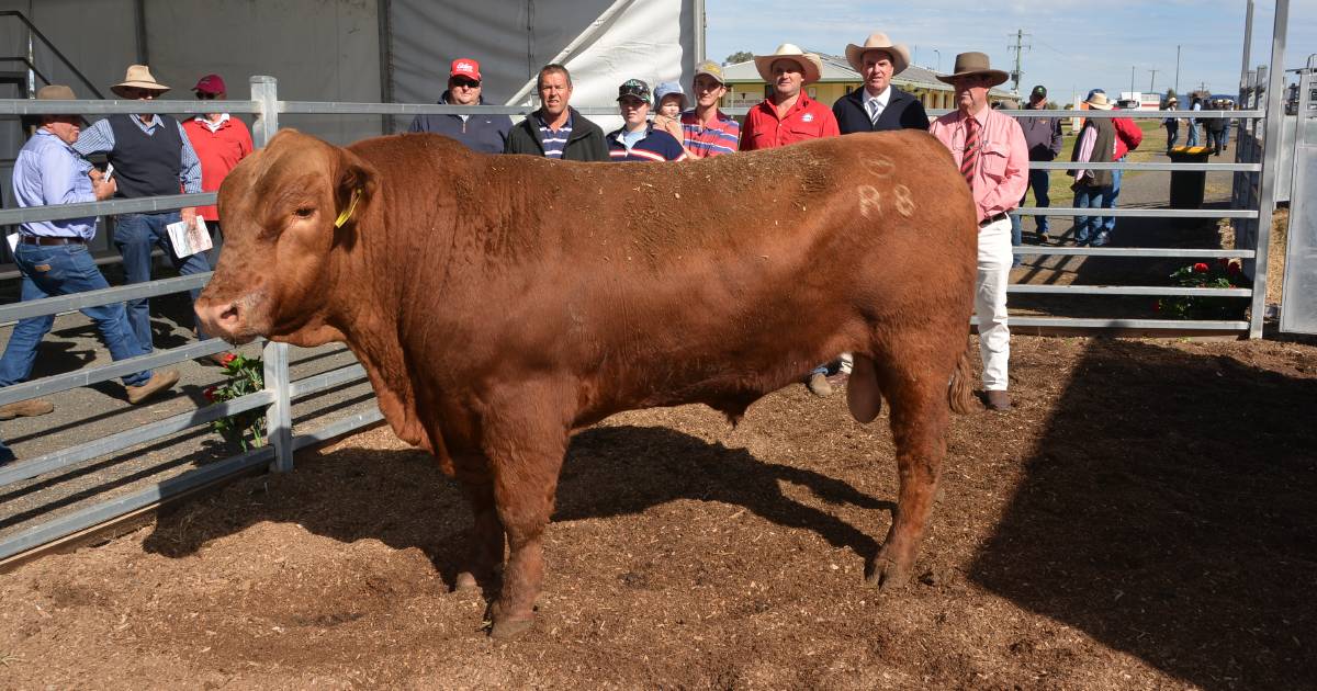 Goldmaster tops Tamworth Red Angus sale