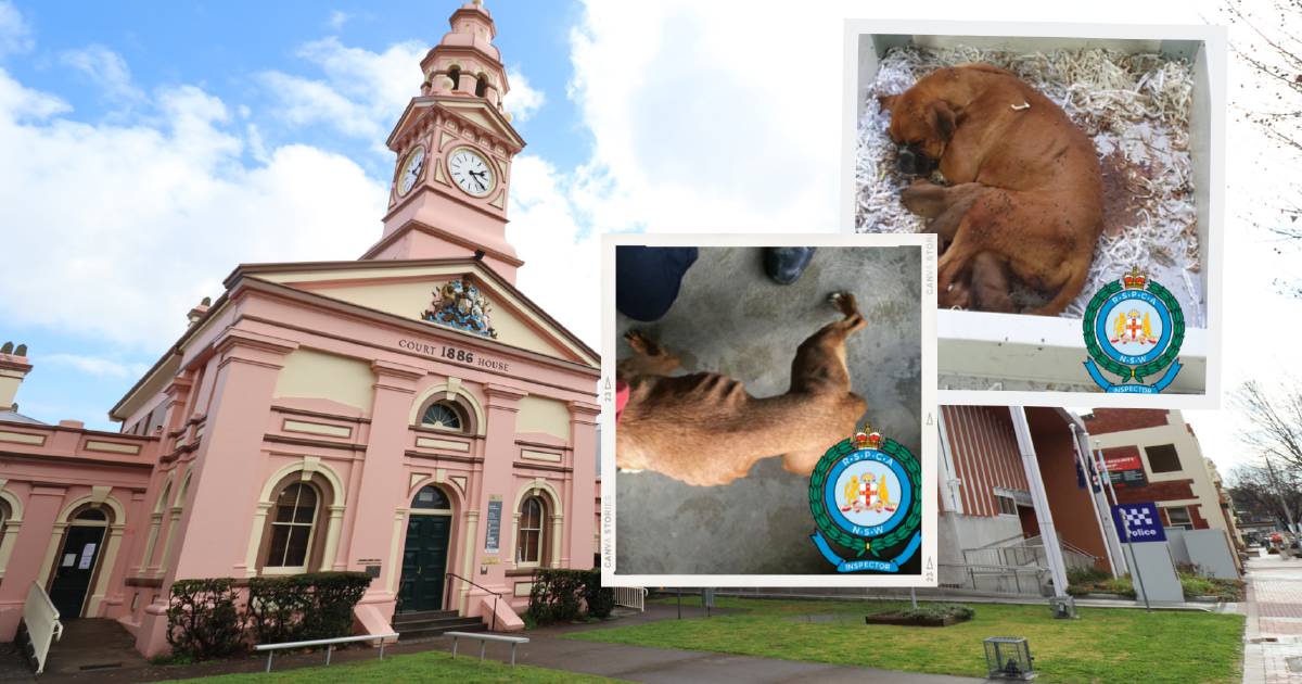 Puppy breeders sentenced for 'heartbreaking' cruelty at Inverell