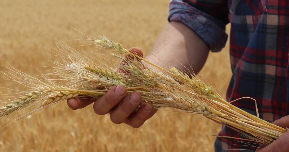 Growers feel a sting in the tail on grain swaps