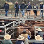 Queensland Light Horse troops pay tribute to Boer War volunteers | Queensland Country Life