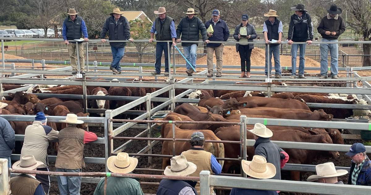 Dunedoo steers surge higher as winter takes hold