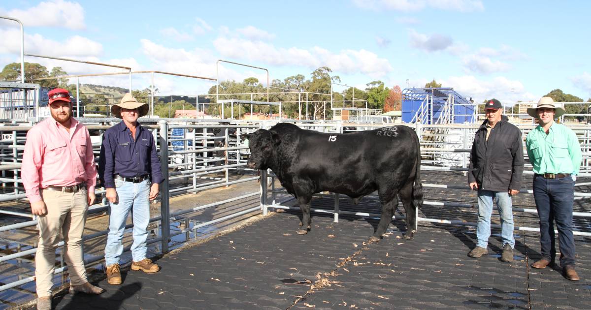 21,000 Angus tops Monterey Angus and Murray Grey winter bull sale | Farm Weekly