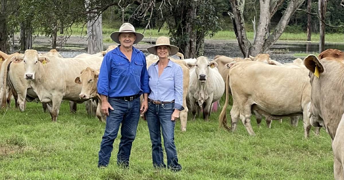 Sandalwood Cattle’s Charbray focus | Queensland Country Life