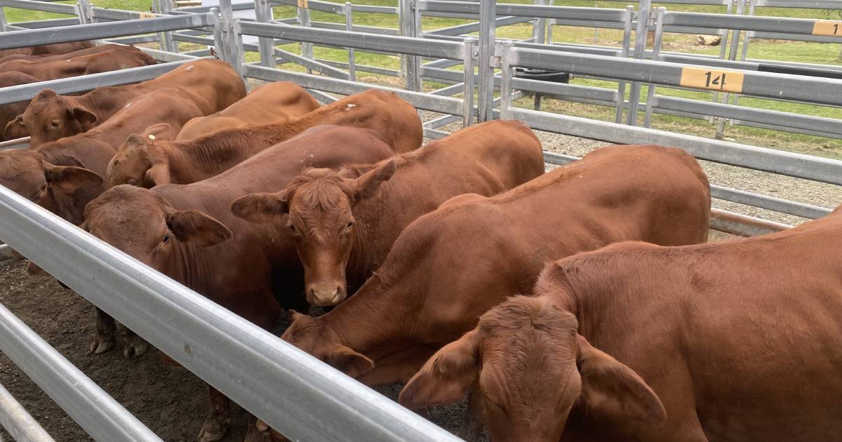 Steers to $2300 at Beaudesert