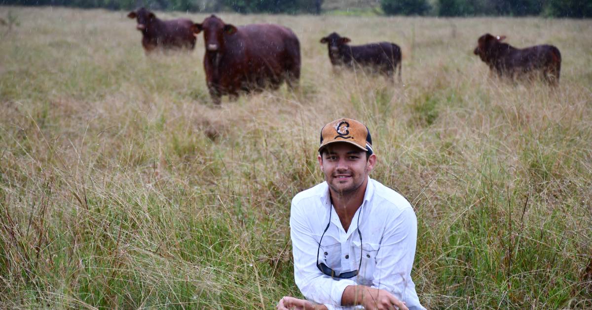 Burnside’s winning Gympie weaners the result of hard work and innovation | Queensland Country Life