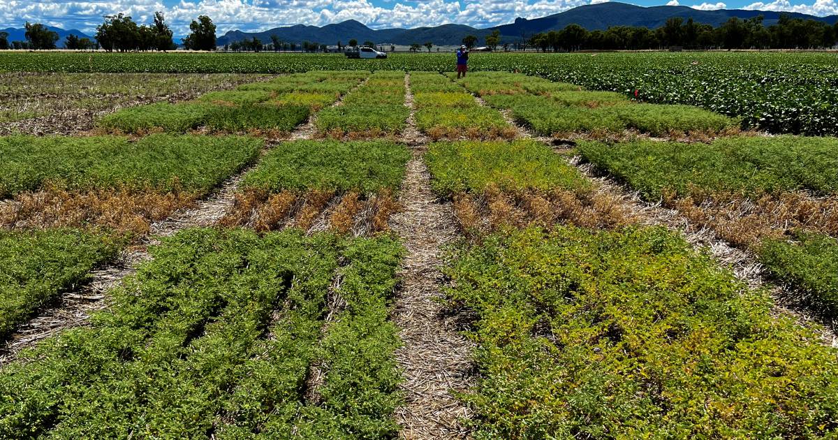 Summer chickpea crops could become a reality | The Land