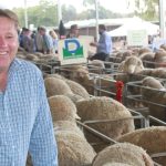 Rally seen in lighter steer and heifer prices, in online trading