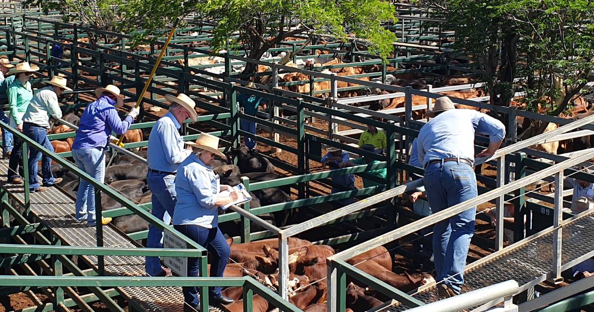 Weaner steers under 220kg sell to 700c at Blackall | Queensland Country Life