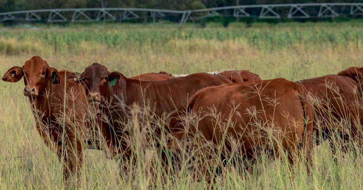 Cattle backgrounding with irrigation and leucaena | Pictures