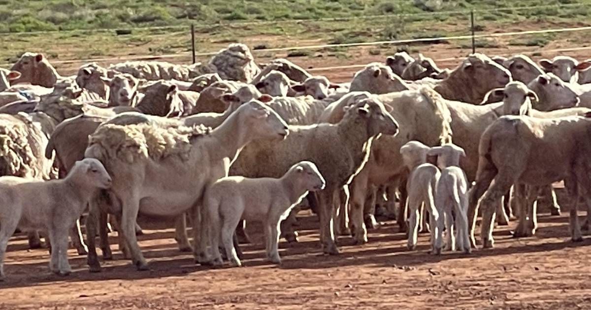 Ewe scanning rates rise 100 per cent in Far West | The Land