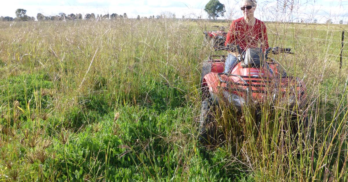 Tropical grass problems can be overcome with soil know-how | The Land