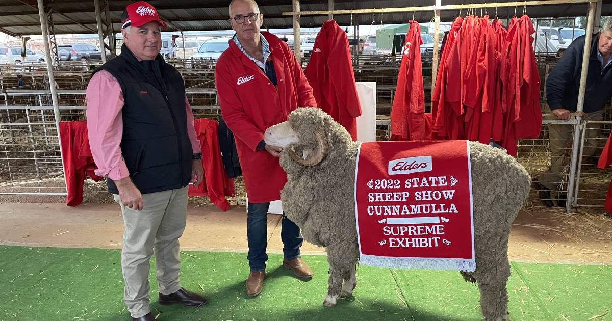 NSW stud takes top honour at Queensland State Sheep Show