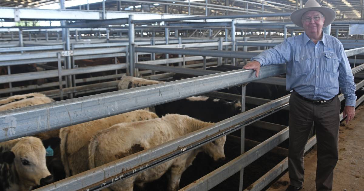 Dalby second annual weaner and feeder feature sale attracts quality cattle | Queensland Country Life