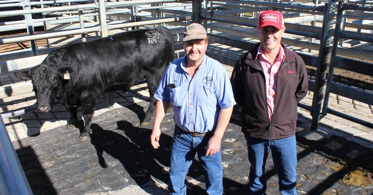 Ballawinna Angus sire makes $10,000 at Winter Bull Sale at Mt Barker | Farm Weekly