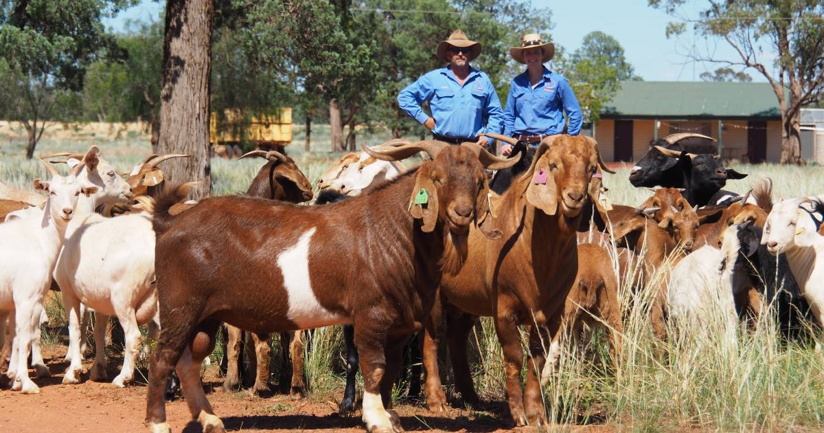 Shaking things up as far west NSW goes stellar with managed goats