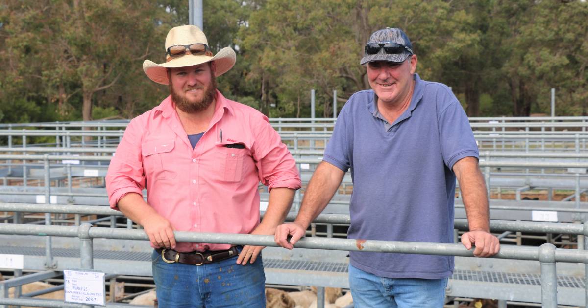 1622 cattle penned at Boyanup sale where averages reach $1660 | Farm Weekly