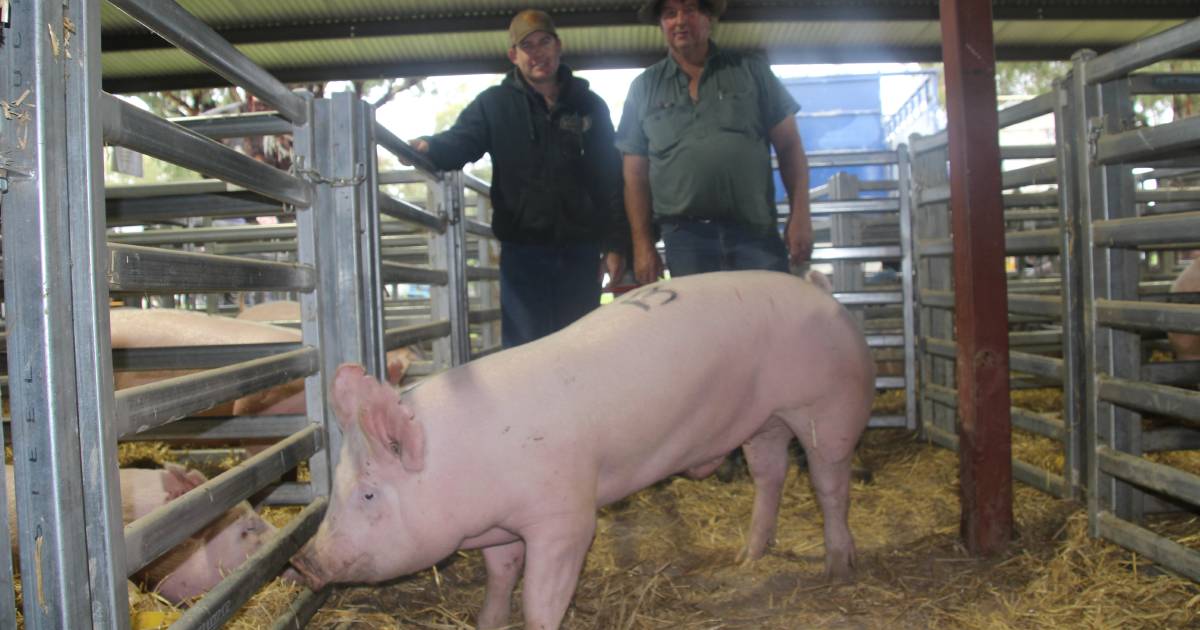 First-time buyer secures top boar at Forbes stud pig sale