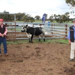Sandalwood Cattle’s Charbray focus | Queensland Country Life