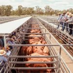 Aussie theme for this year's Curry Merry Muster Festival street parade