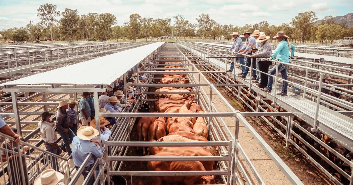 Bullocks make $3289 at Biggenden