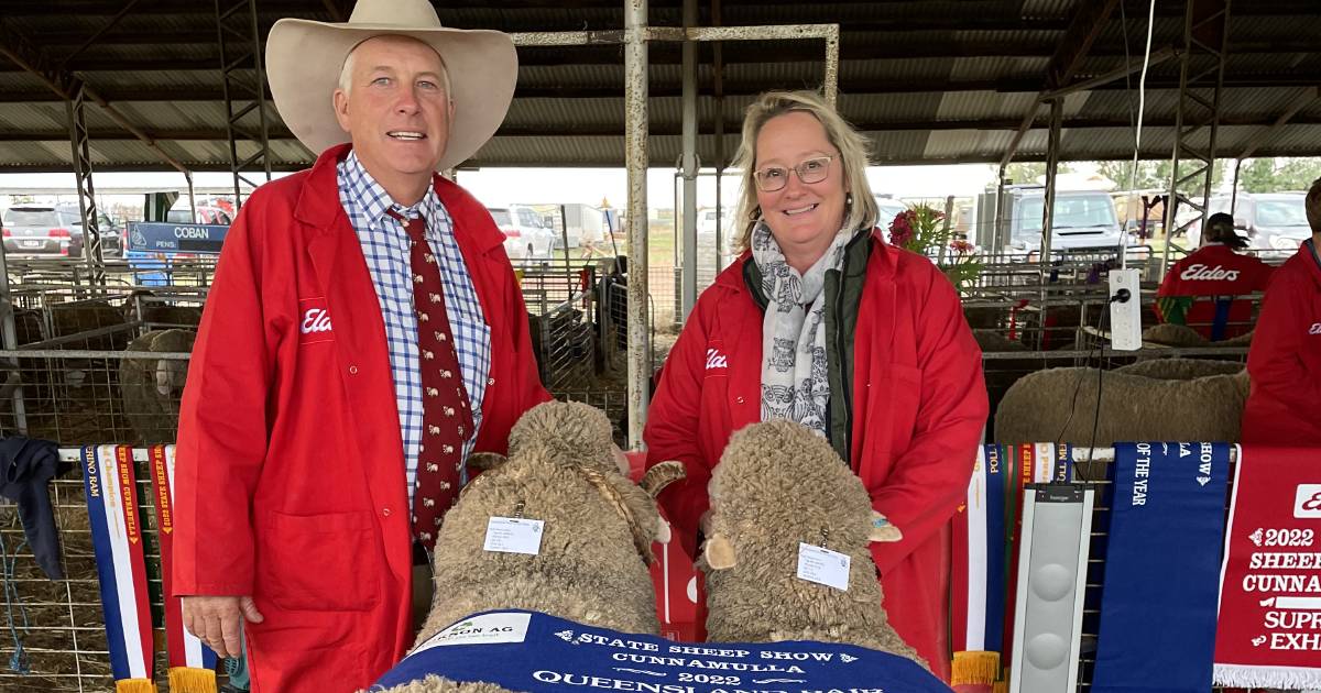 Mt Ascot Merino stud takes out state pairs title at 2022 Queensland Sheep Show in Cunnamulla | Queensland Country Life