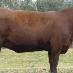 NT cattle and buffalo booked for first Longreach sale in years