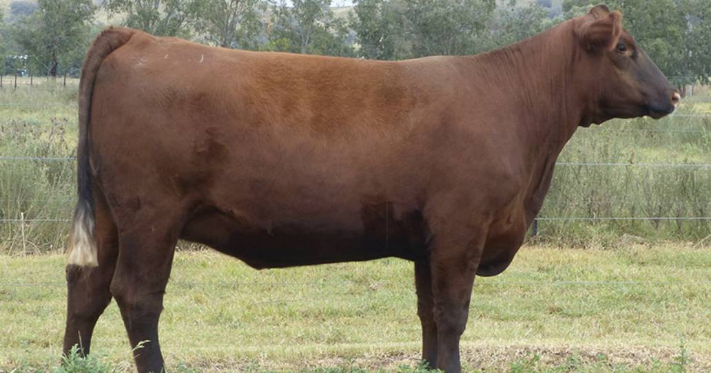 Red Reflections III Red Angus Sale draws Australia wide interest | The Land