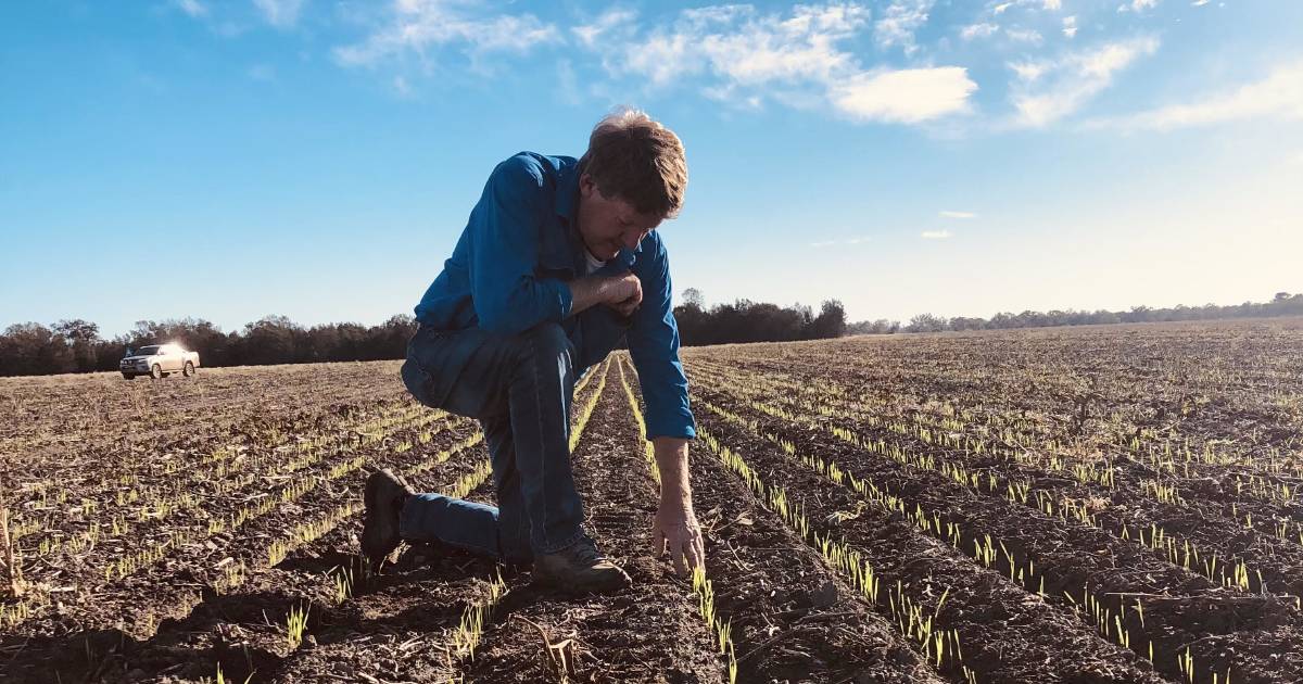 Chickpea snub: farmers plant wheat into wheat | The Land