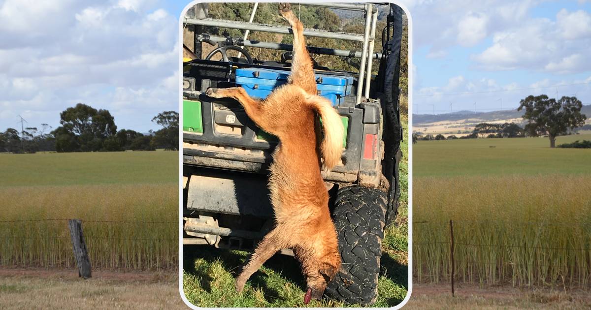 Wild dog shot at Chilcotts Creek near Wallabadah | The Land