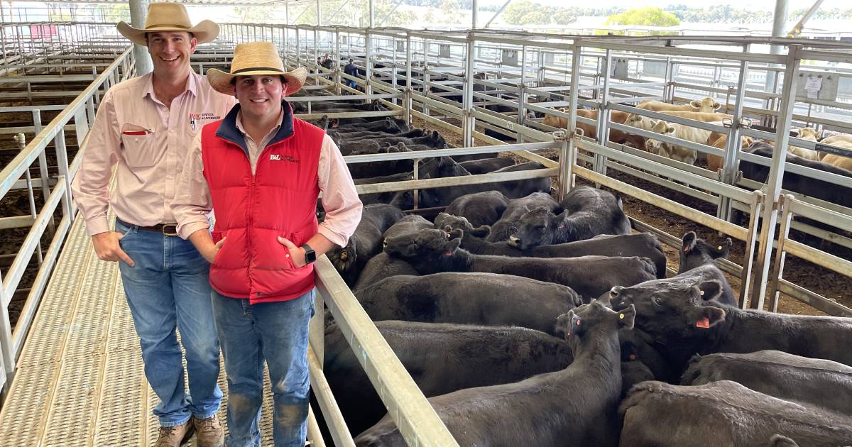 Carcoar cows, calves surprise with best bids