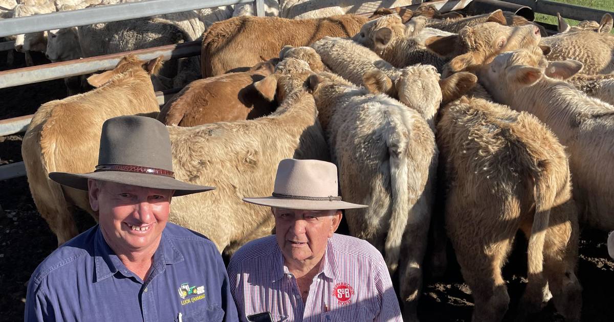 Toogoolawah weaners on fire | Queensland Country Life