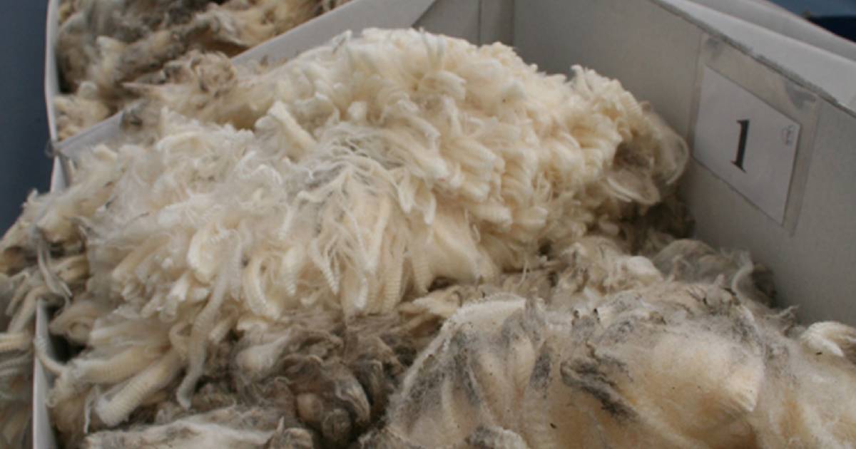 Global wool supply tightens