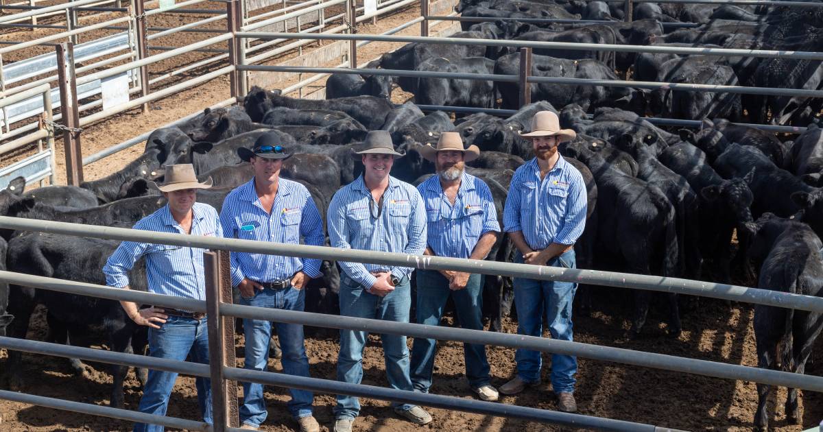 Bids fire at Charters Towers special pre-weighed store sale