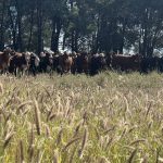 Meet Cattle Council’s 2022 Rising Champions