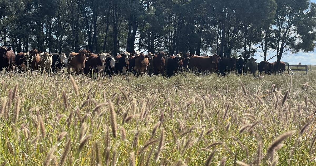 Moorlands, Miles: Western Downs grazing country sold after auction | Queensland Country Life