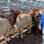 Competition on fire at Camooweal Campdraft