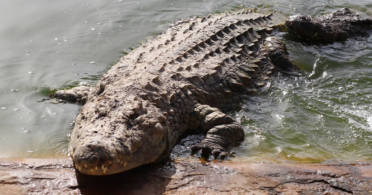 Fancy some croc meat on your dinner plate? Fish allergy prone may need to think again