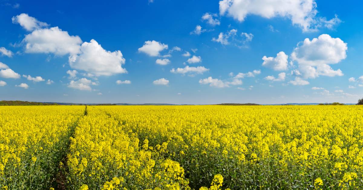 Grain growers need to decide on late canola programs | The Land