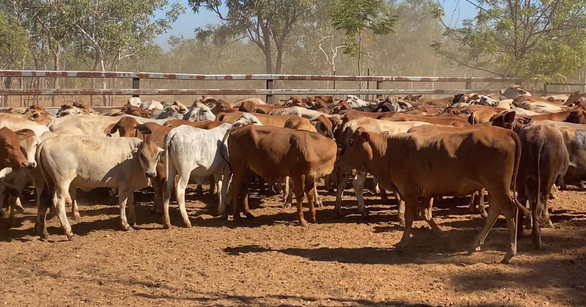 WQLX Longreach yards to open with NT-sourced cattle sale | Queensland Country Life