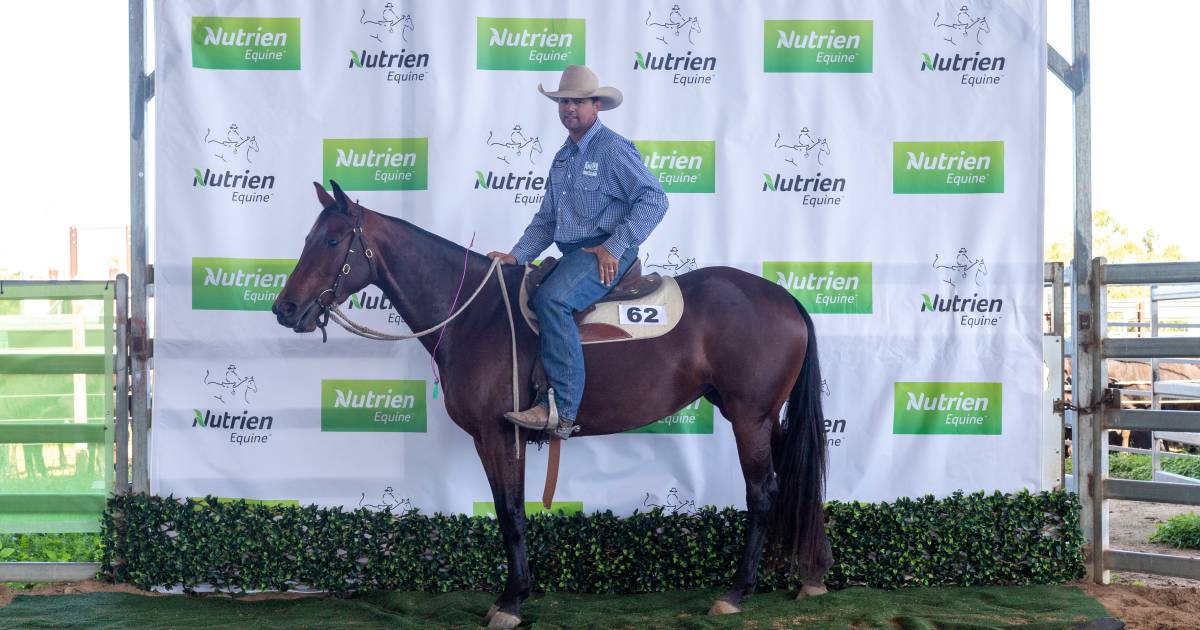 Rowes Maddy tops $50,000 at Nutrien Northern Performance sale | Queensland Country Life