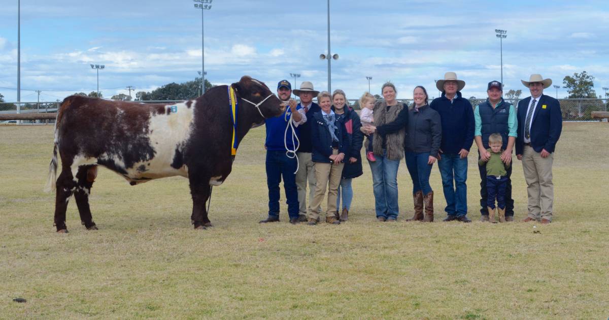 National Shorthorn sale features quality bulls, females, genetic lots | The Land