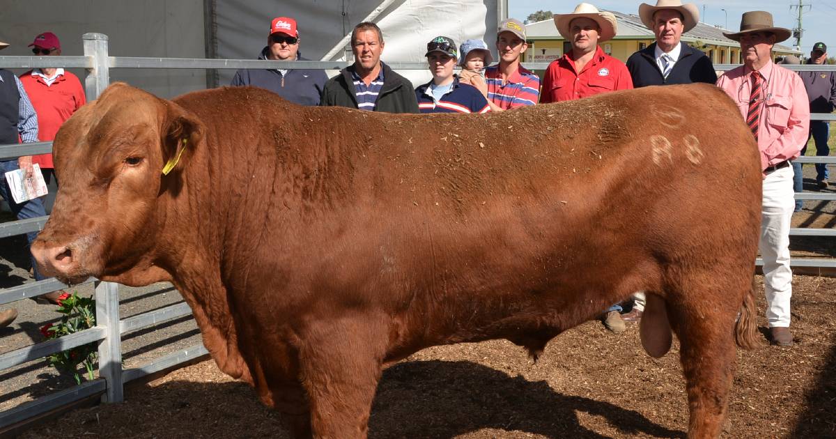 $28,000 Australian record for Red Angus bull