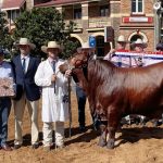 Ballawinna Angus sire makes $10,000 at Winter Bull Sale at Mt Barker | Farm Weekly