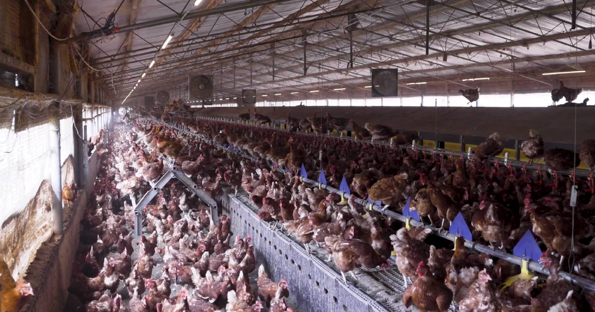 Small poultry farms say they are being squeezed out by the big producers