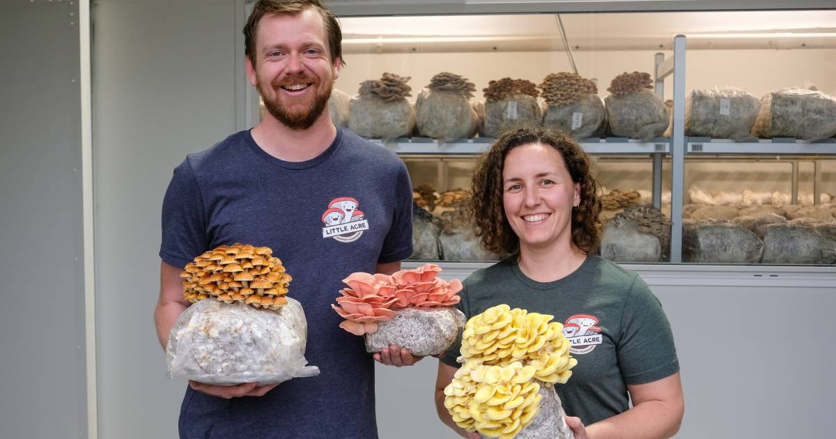 UQ AFIA grants fueling eclectic food research innovations | Queensland Country Life