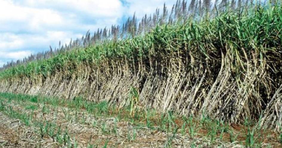 More markets open up for Qld's sustainably farmed sugar